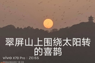 疑惑2024-2-20 18:28 在水东门用手机居然拍到翠屏山顶的小鸟