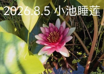 2026.8.5 小池睡莲