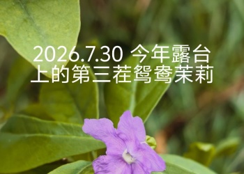 2026.7.30 今年露台上的第三茬鸳鸯茉莉