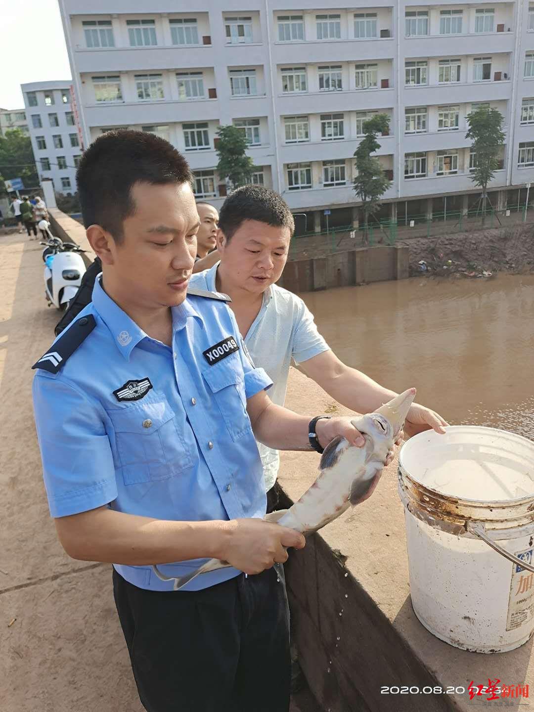 洪水退去后，宜宾一村民竟发现中华鲟！-3.jpg