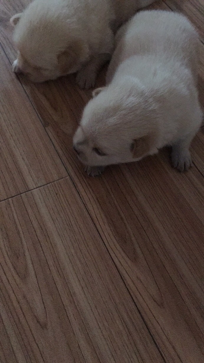自家博美狗狗生的崽崽，现免费领养。。。-3.jpg
