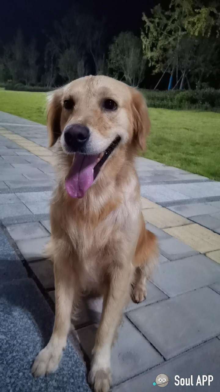 有酬谢！本人有条金毛犬走失了，脖子上有项圈，麻烦好心人看到通知一声！-3.jpg