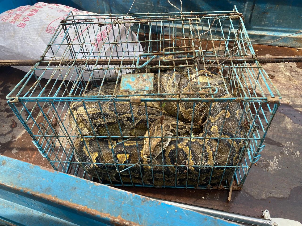 大蟒蛇偷吃8只鸡，抓捕时当场吐出2只！众人吓出一身冷汗…-2.jpg