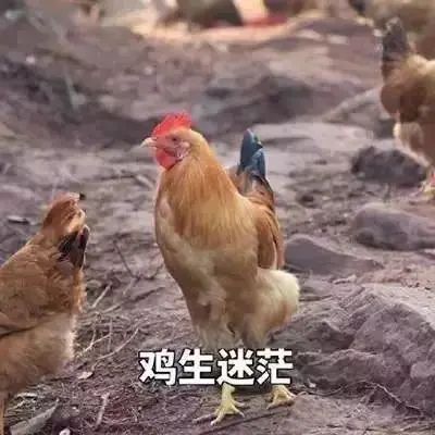 大蟒蛇偷吃8只鸡，抓捕时当场吐出2只！众人吓出一身冷汗…-4.jpg