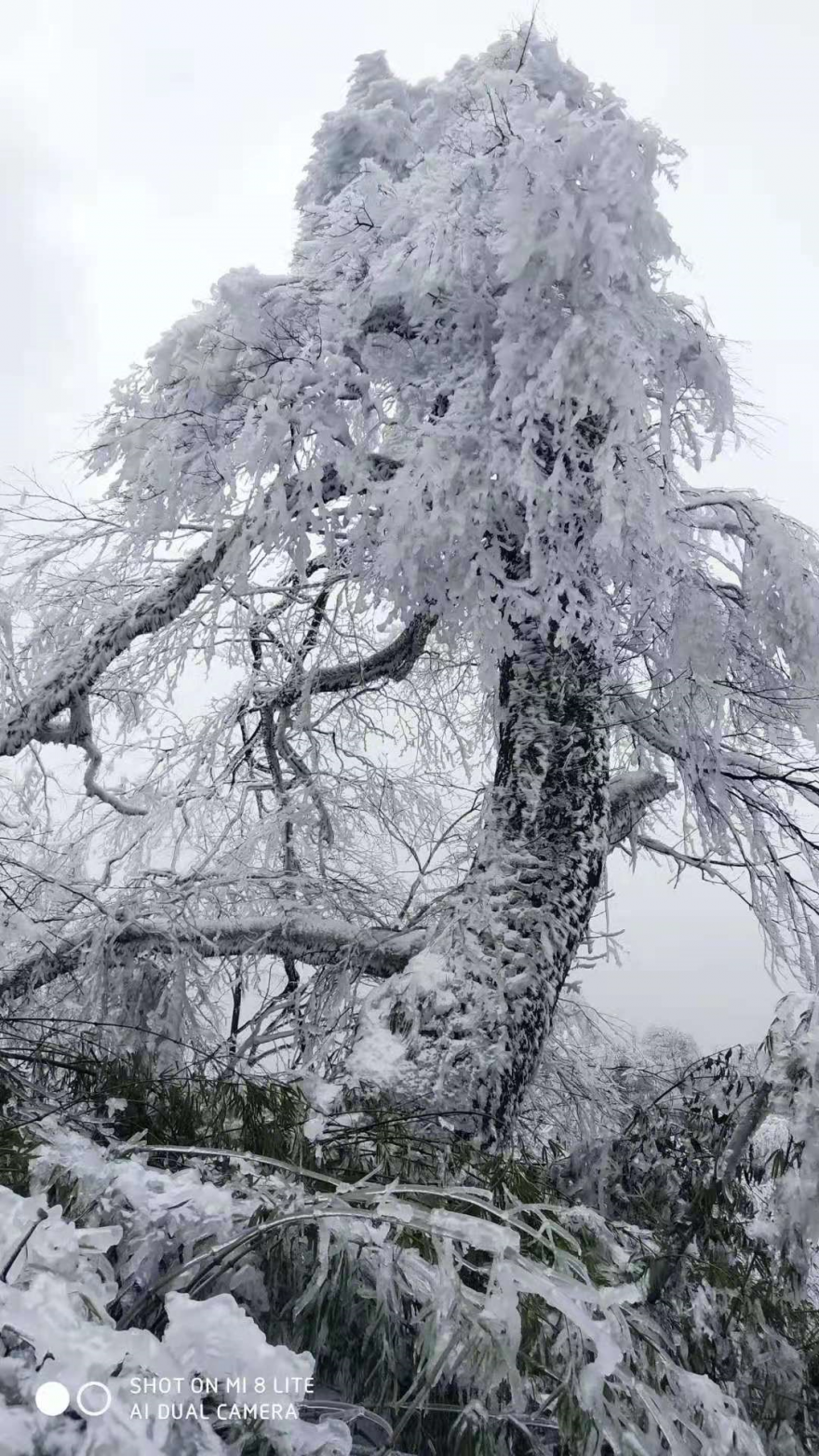 大降温！宜宾又要下雪了！气温低至-1℃！-10.png