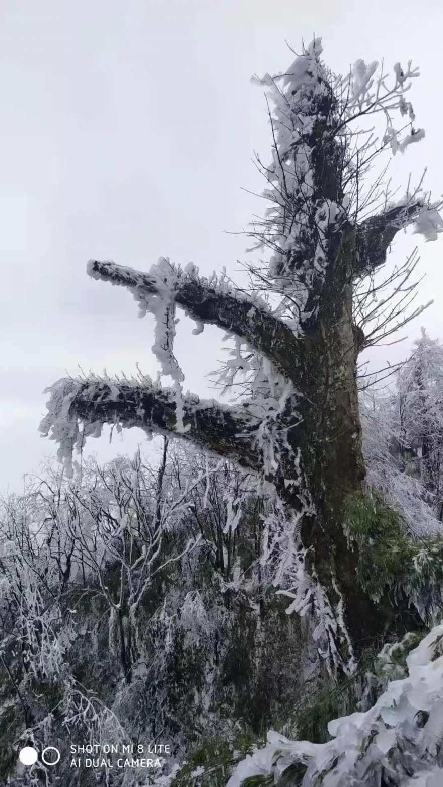 大降温！宜宾又要下雪了！气温低至-1℃！-11.png