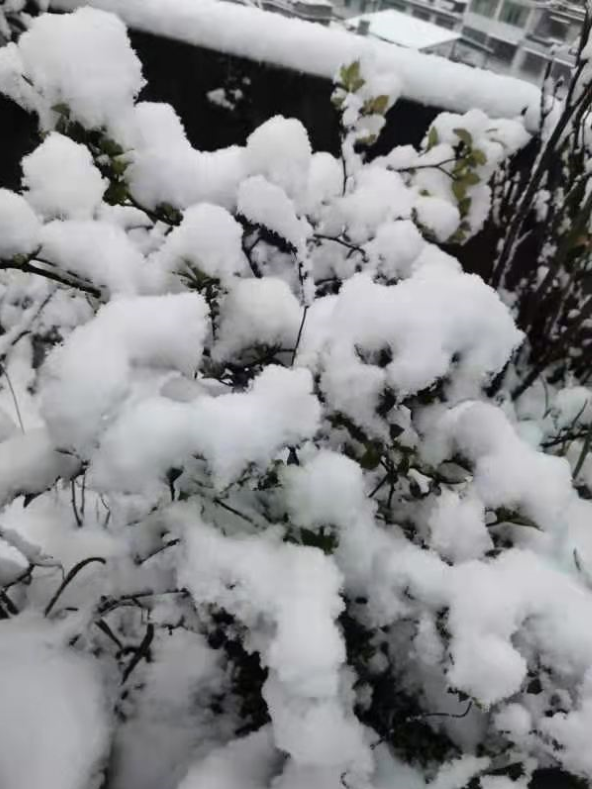 气温回升到13℃！宜宾这些地方的雪景美翻了，抓紧看！-5.png