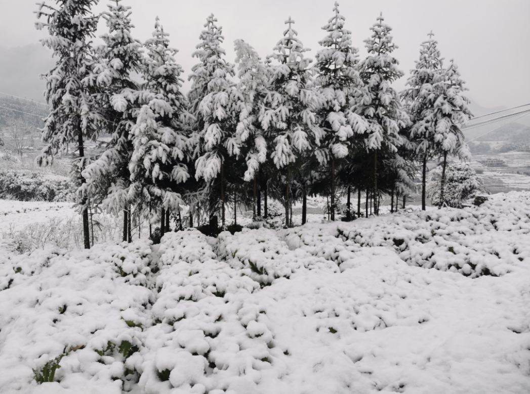 气温回升到13℃！宜宾这些地方的雪景美翻了，抓紧看！-11.png