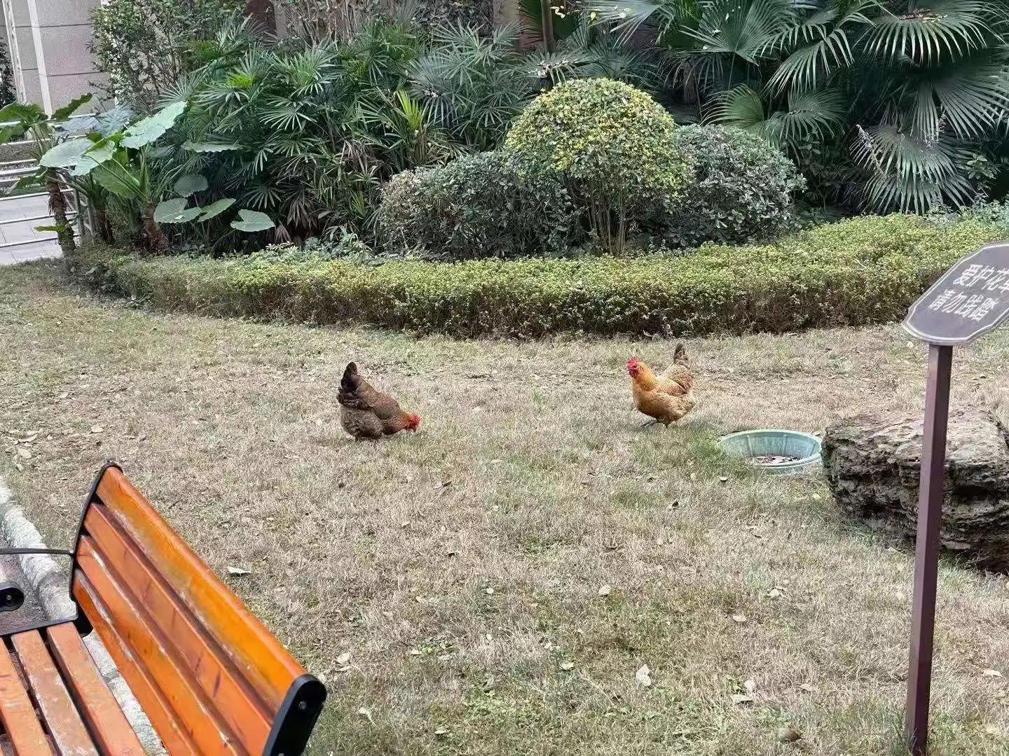 宜宾这个小区的业主太惨了！开发商资金链断裂，遭抵押、查封！接房4年无产权证！-1.jpg