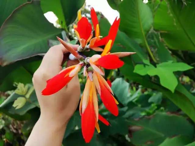 有多少人吸过这种植物的花，又有多少人吃过这种粉条-1.jpg
