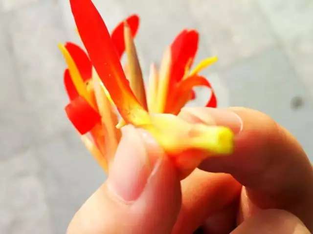 有多少人吸过这种植物的花，又有多少人吃过这种粉条-3.jpg
