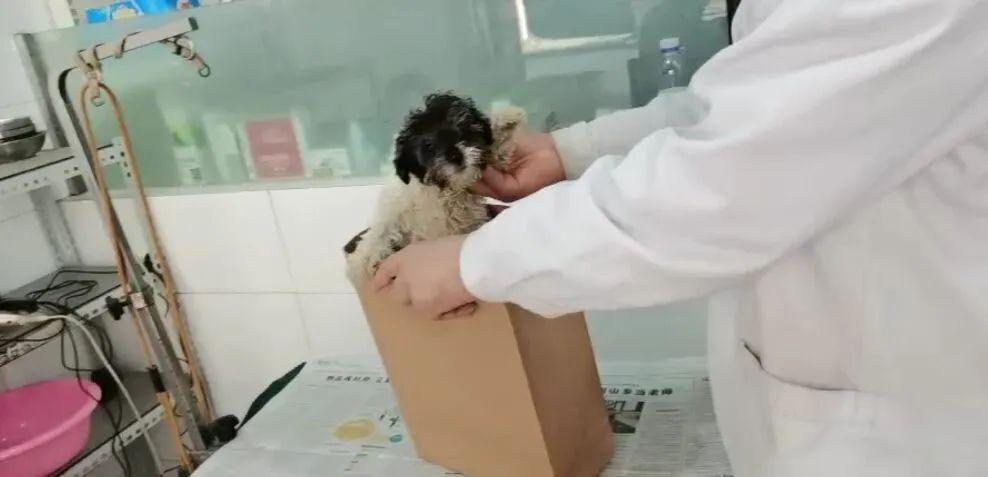 哪个宜宾人把小狗从金沙江桥丢下去的？还被套了塑料袋！-2.jpg