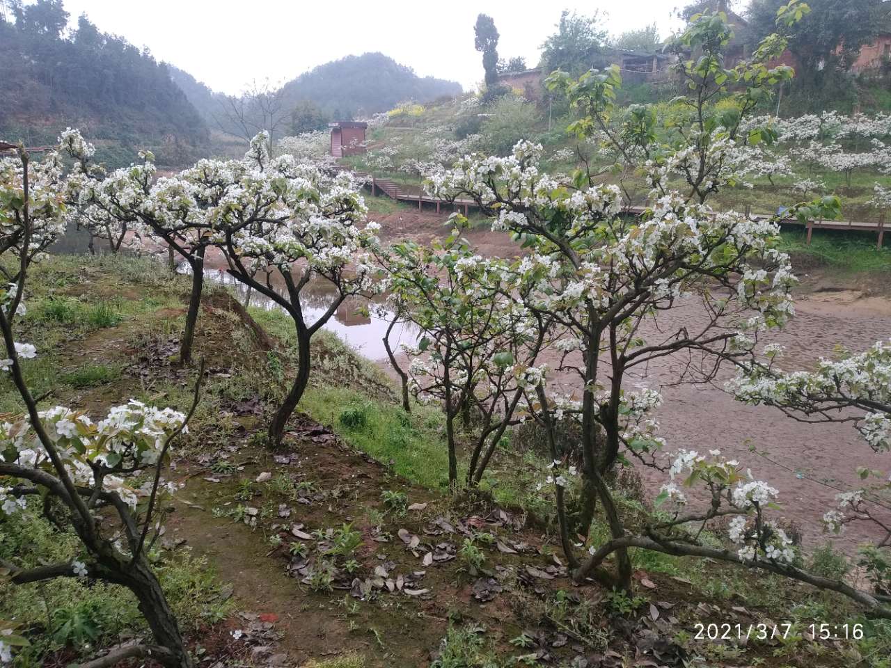 龙头山上的梨花和桃花开了。-2.jpg