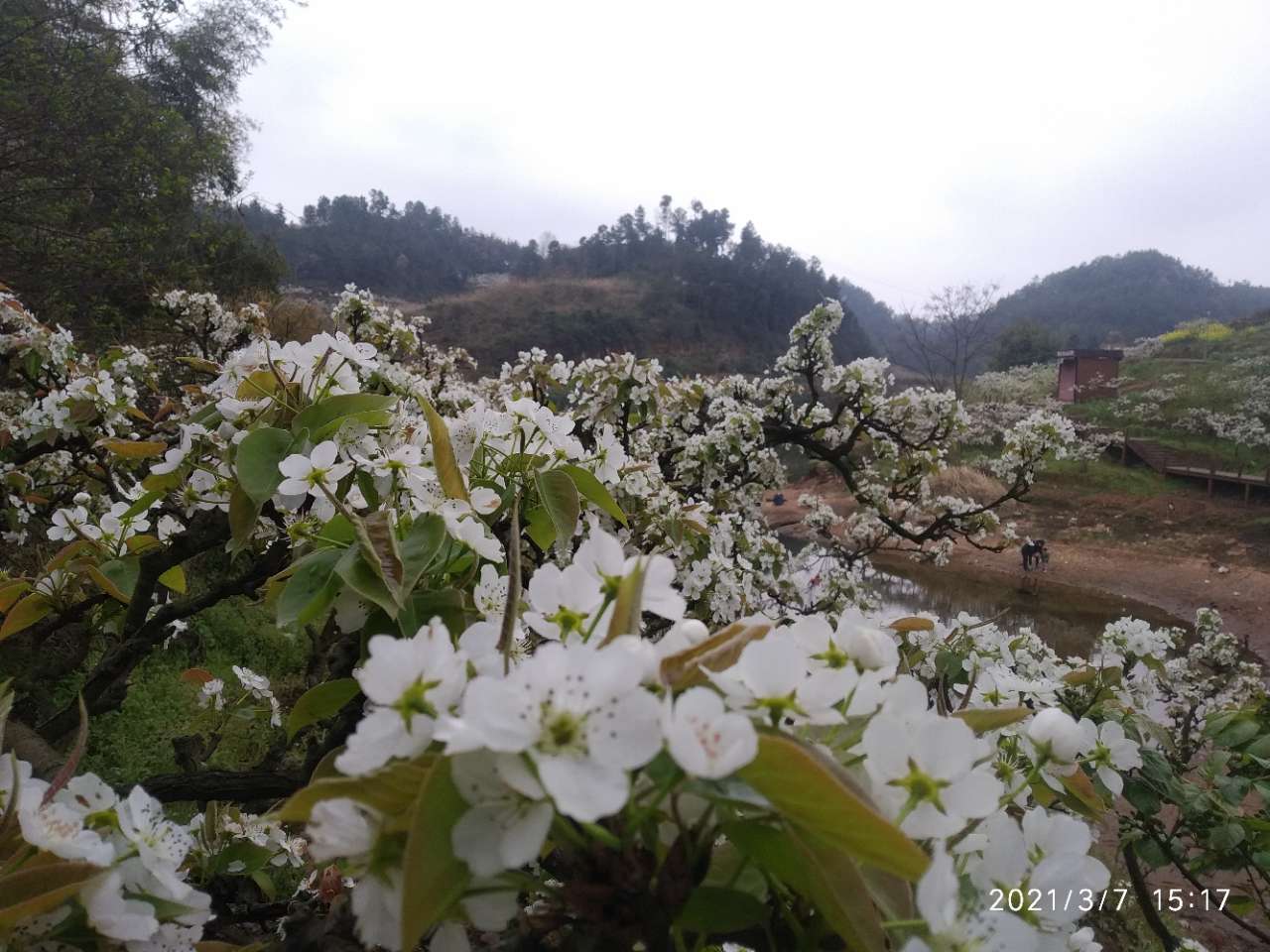 龙头山上的梨花和桃花开了。-1.jpg