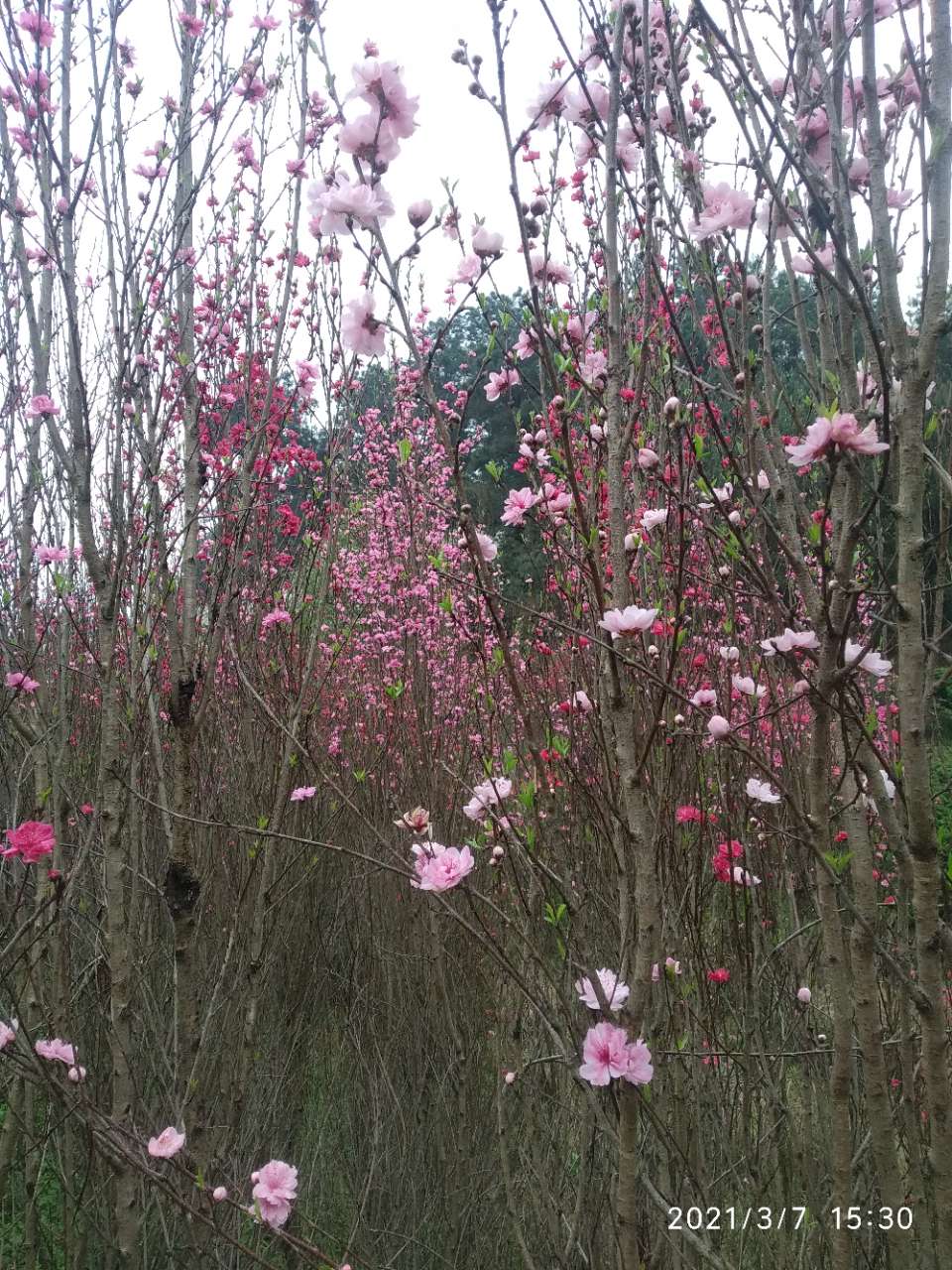 龙头山上的梨花和桃花开了。-12.jpg