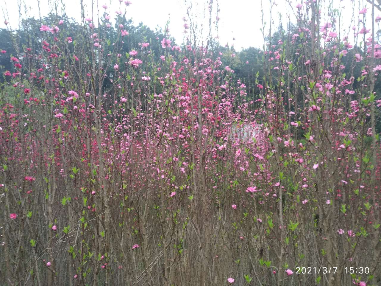 龙头山上的梨花和桃花开了。-11.jpg