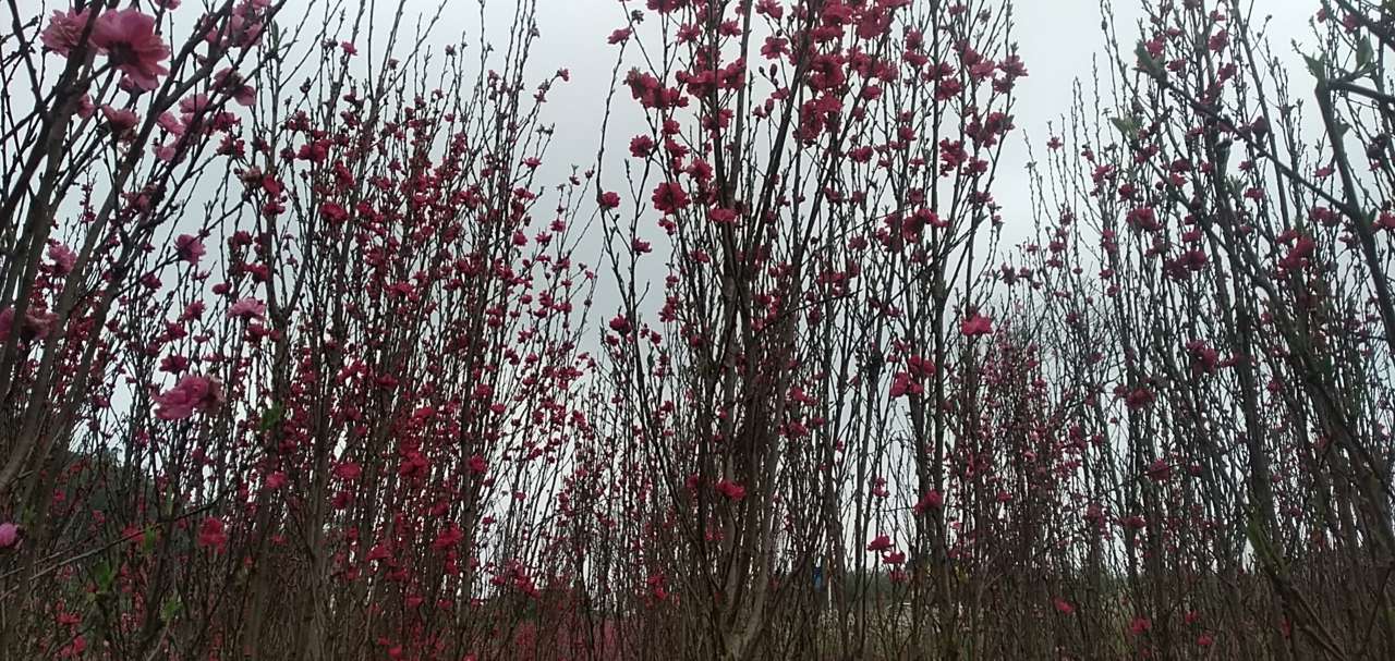 龙头山上的梨花和桃花开了。-7.jpg