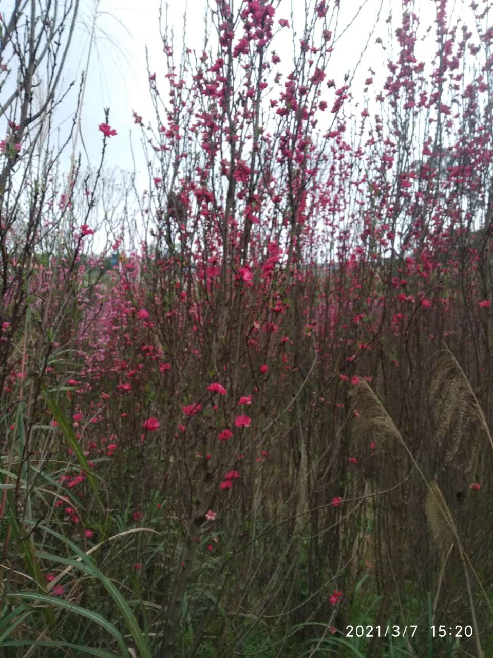 龙头山上的梨花和桃花开了。-6.jpg