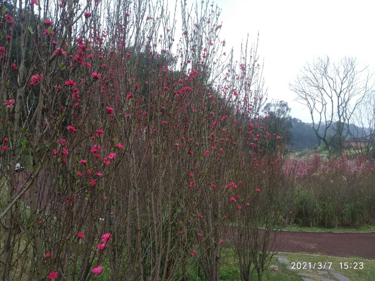 龙头山上的梨花和桃花开了。-10.jpg
