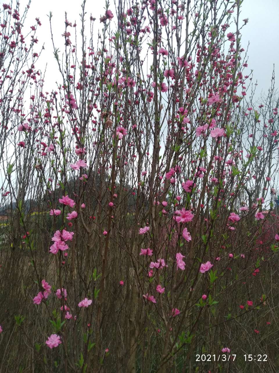 龙头山上的梨花和桃花开了。-9.jpg