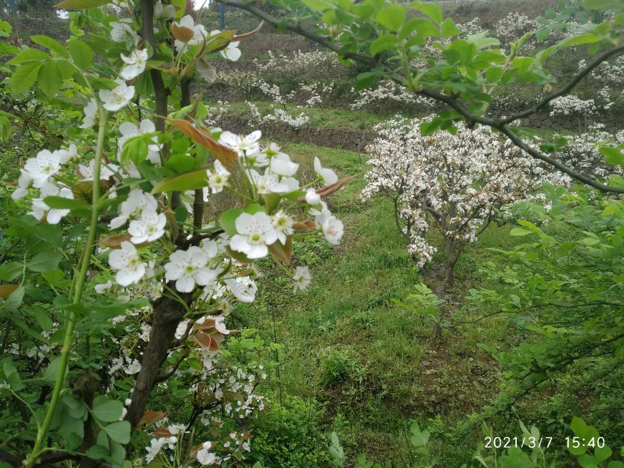 龙头山上的梨花和桃花开了。-15.jpg