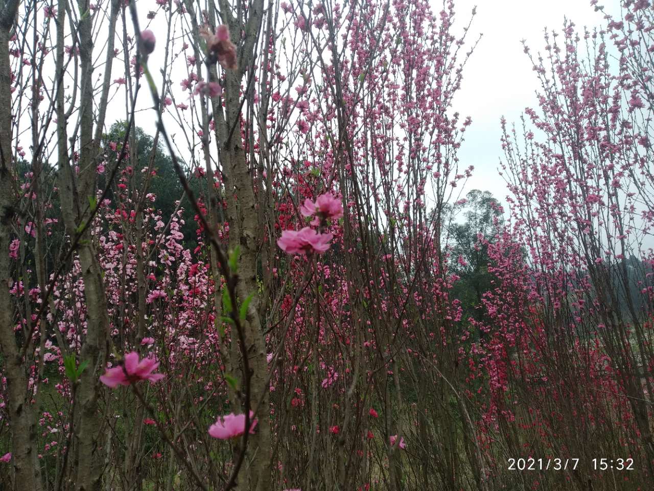 龙头山上的梨花和桃花开了。-13.jpg