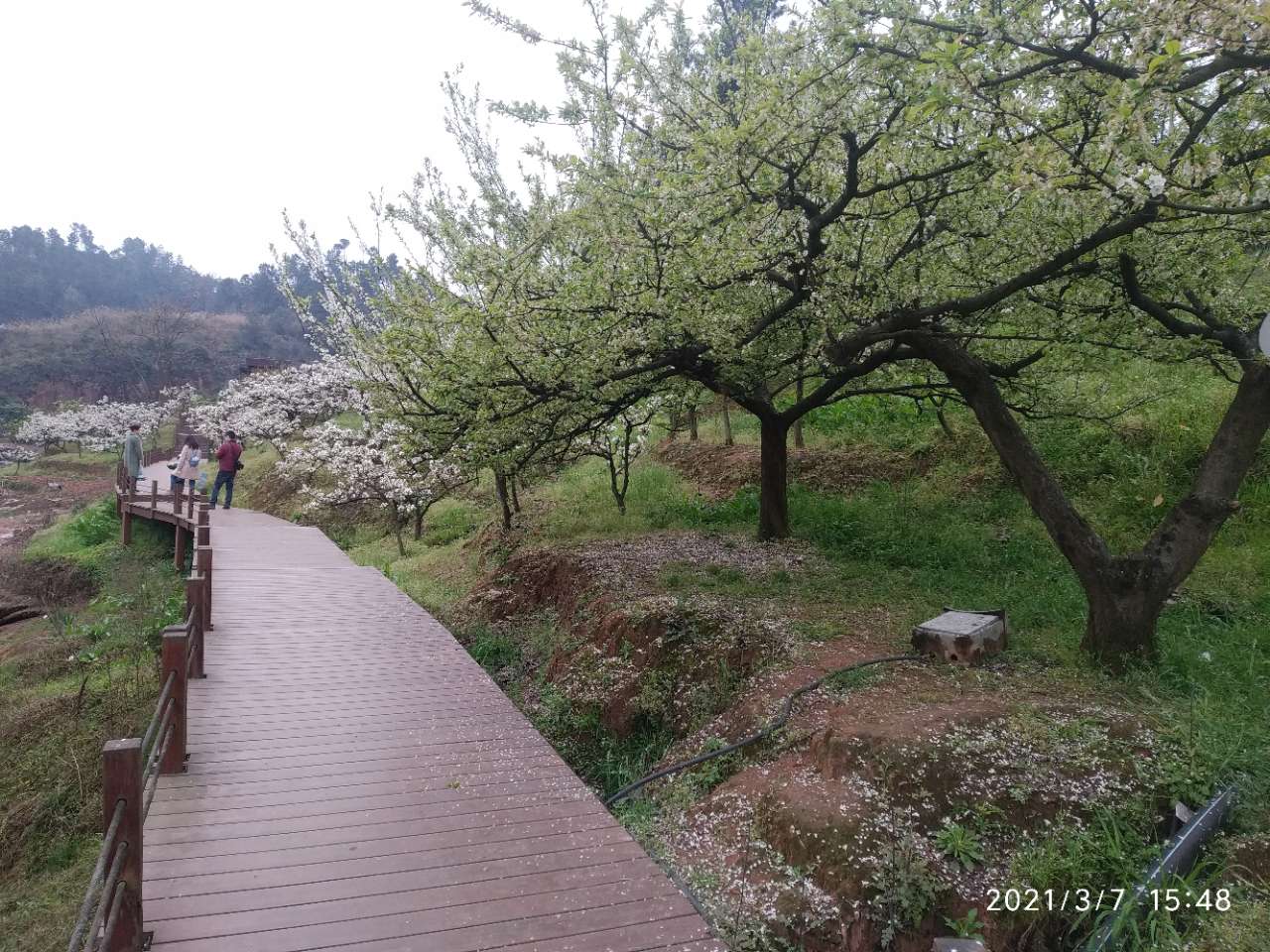 龙头山上的梨花和桃花开了。-18.jpg