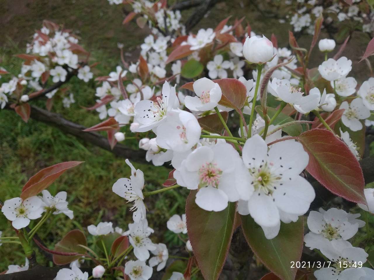 龙头山上的梨花和桃花开了。-19.jpg