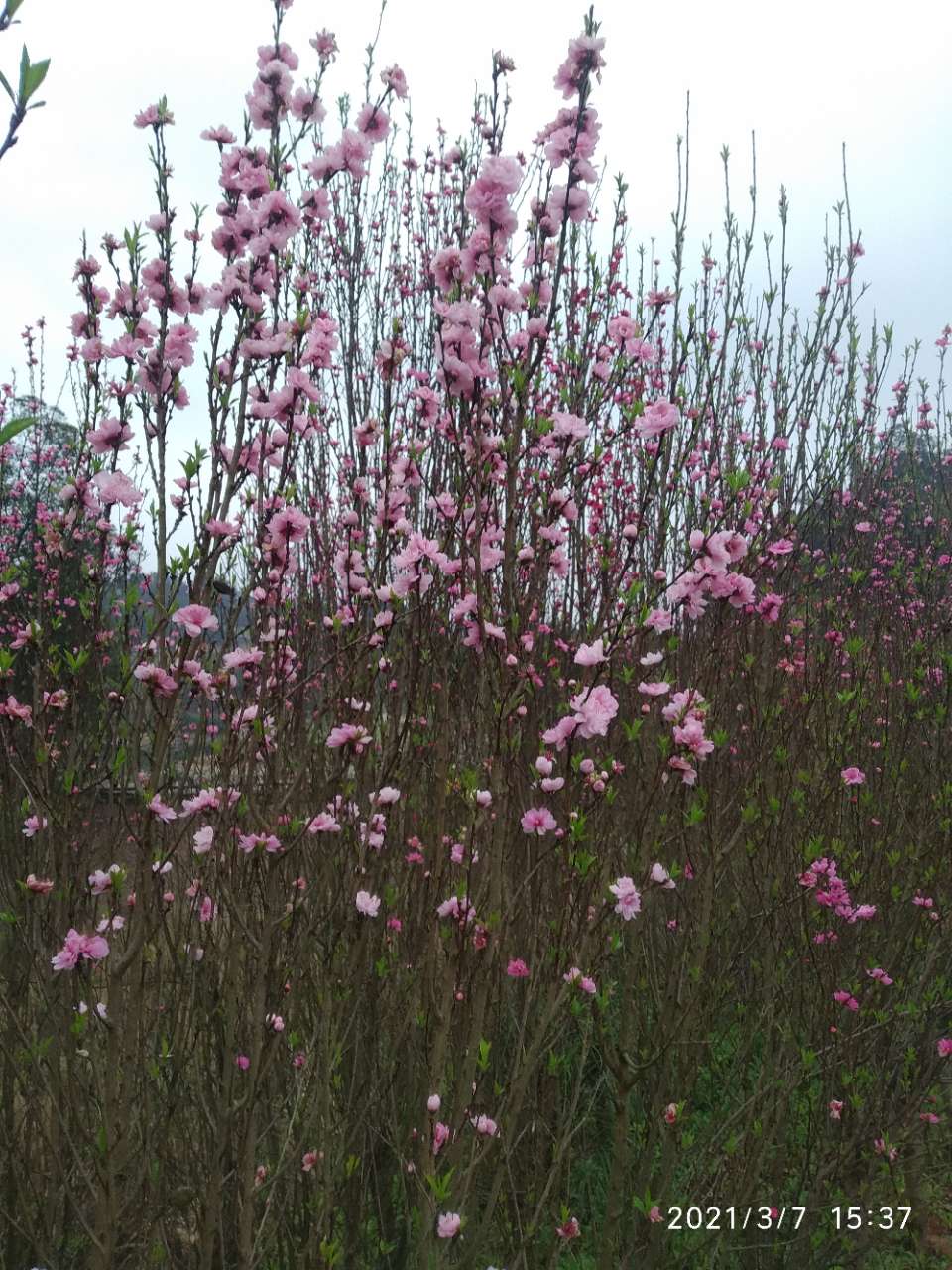 龙头山上的梨花和桃花开了。-16.jpg