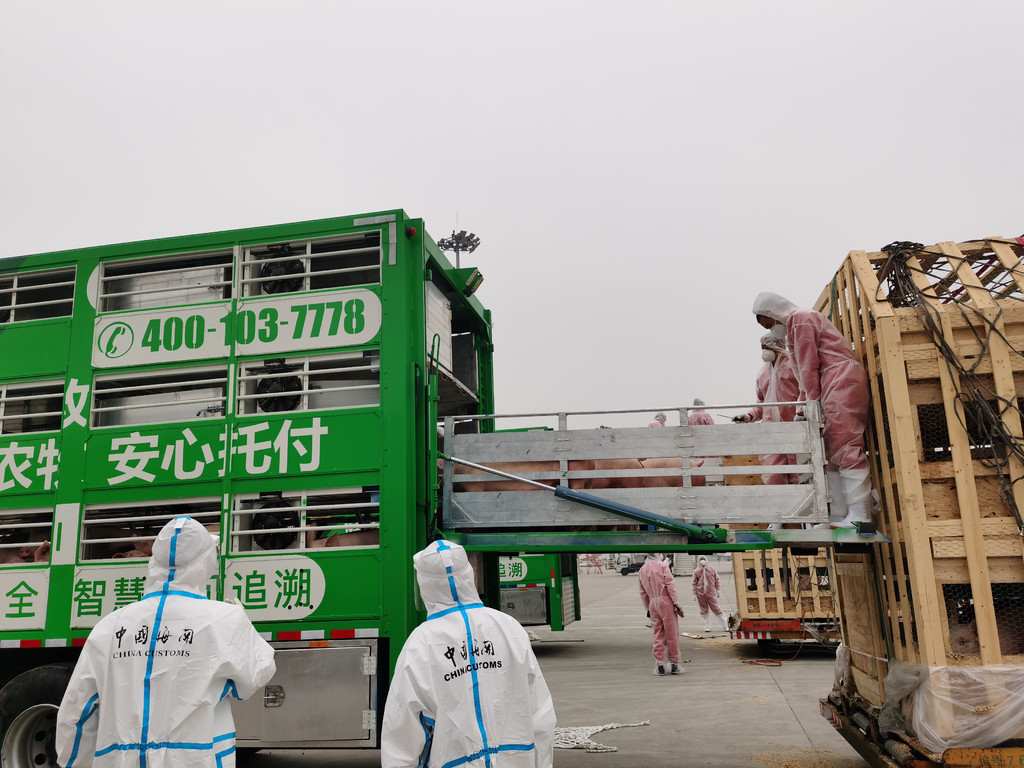 近1000头“进口猪”来宜宾了！从国外集体坐飞机来的！-1.jpg
