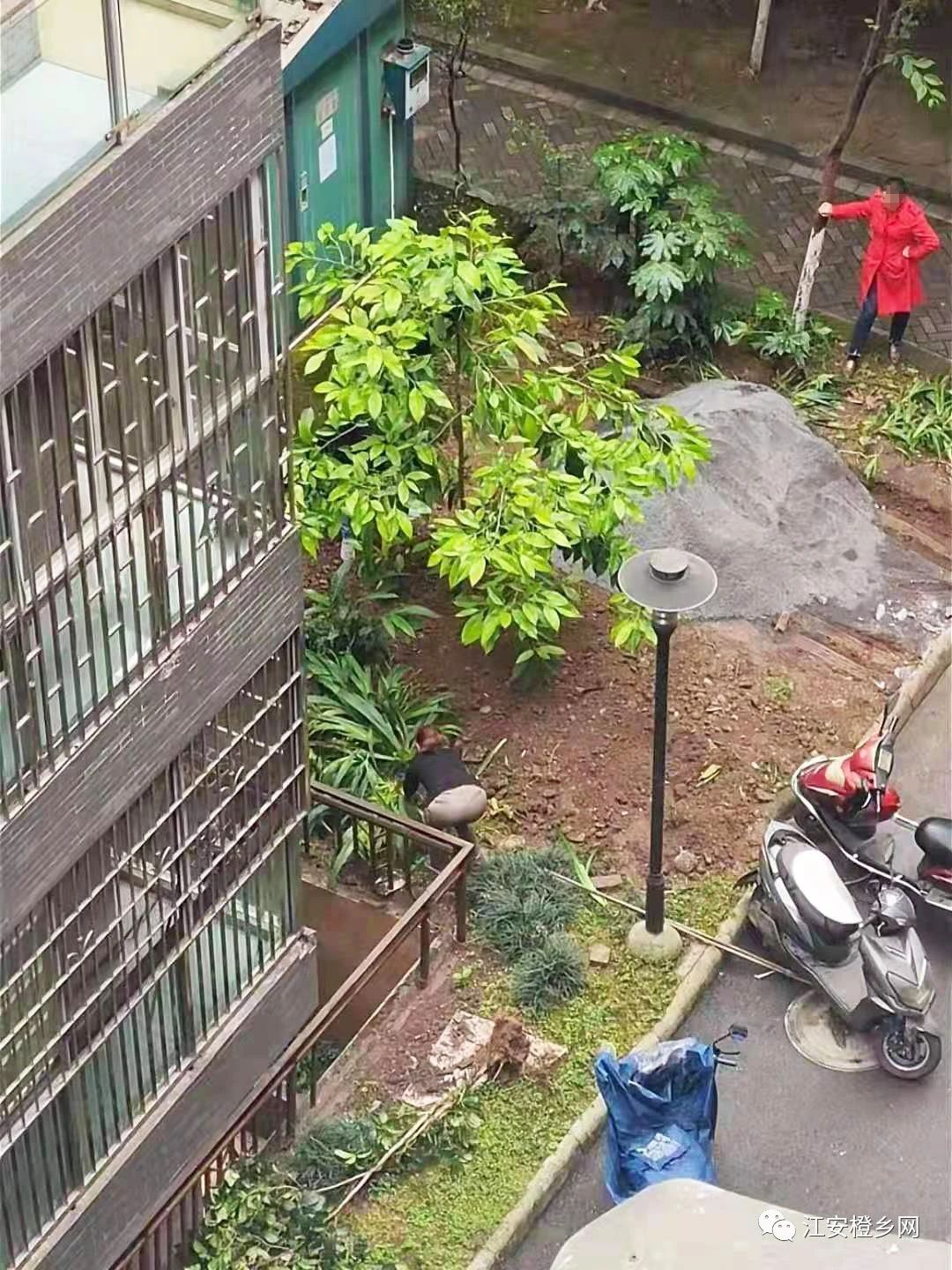 宜宾一小区未经批准将绿化带改为车位，物业称管不了！-1.jpg