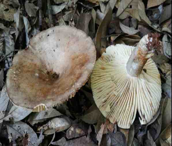 四川发布毒蘑菇预警！一男子吃野生菌中毒，产生了幻觉！-3.jpg