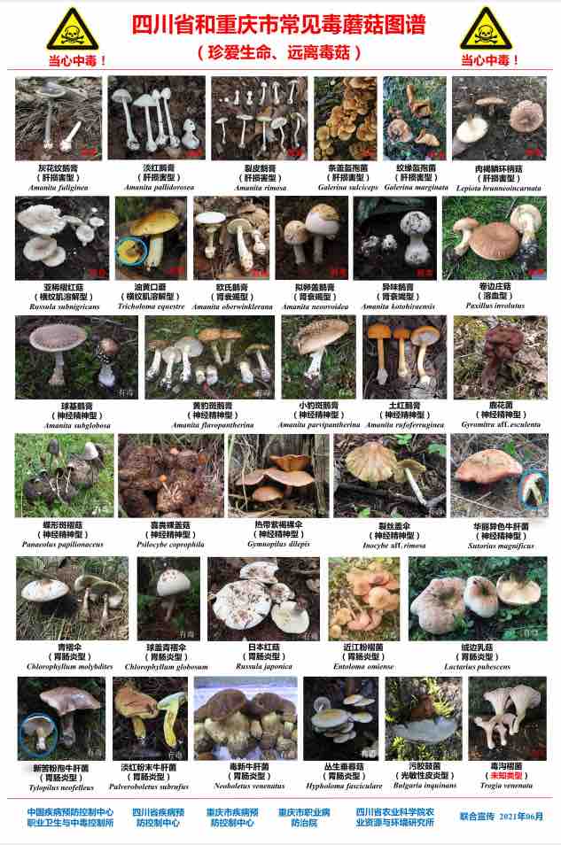 四川发布毒蘑菇预警！一男子吃野生菌中毒，产生了幻觉！-2.jpg