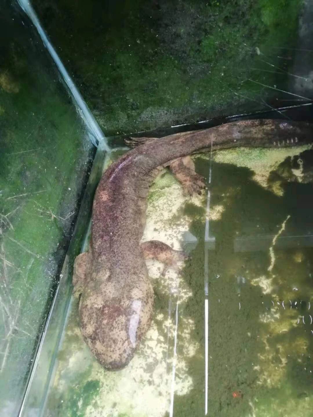 又来？宜宾一小区暴雨后竟冲出一条娃娃鱼，体长约80cm…-2.jpg