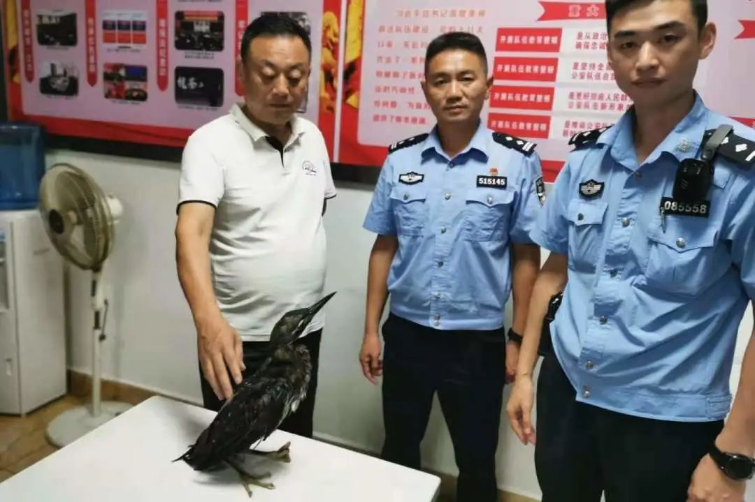 宜宾惊现两只“大眼怪鸟”，竟是国家一级保护动物…-8.jpg
