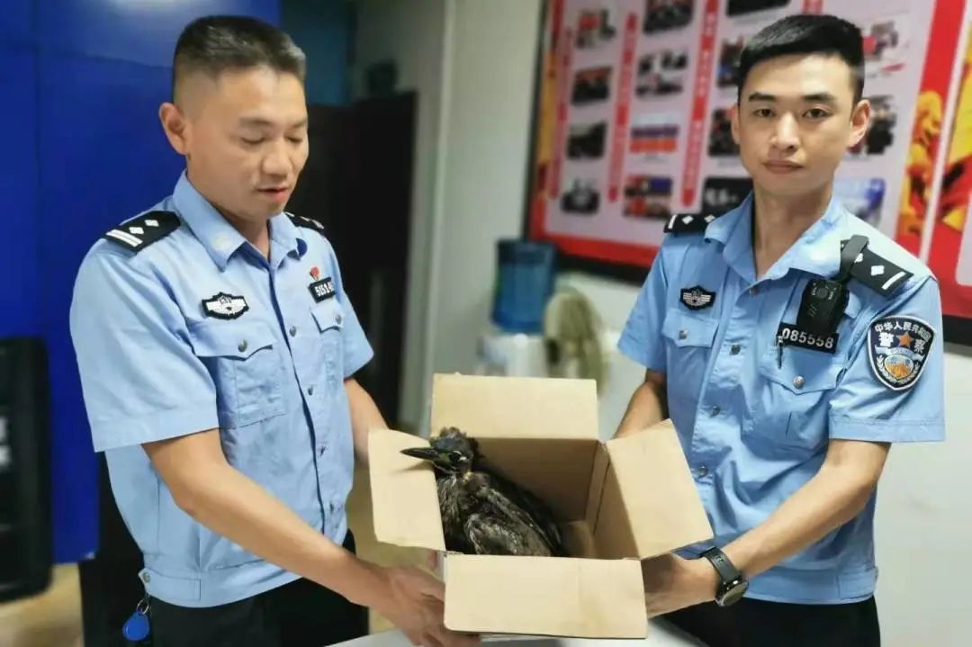 宜宾惊现两只“大眼怪鸟”，竟是国家一级保护动物…-7.jpg