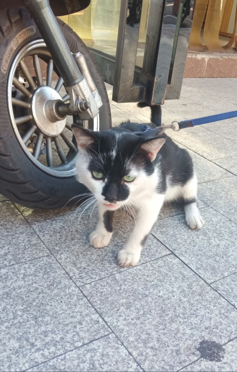 寻主启示: 莱茵河畔捡到一只奶牛猫，带了一个粉红色-1.jpg