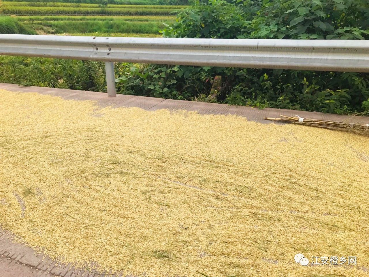 打谷子高峰期！宜宾这个农户竟在公路上晒谷子…-4.jpg