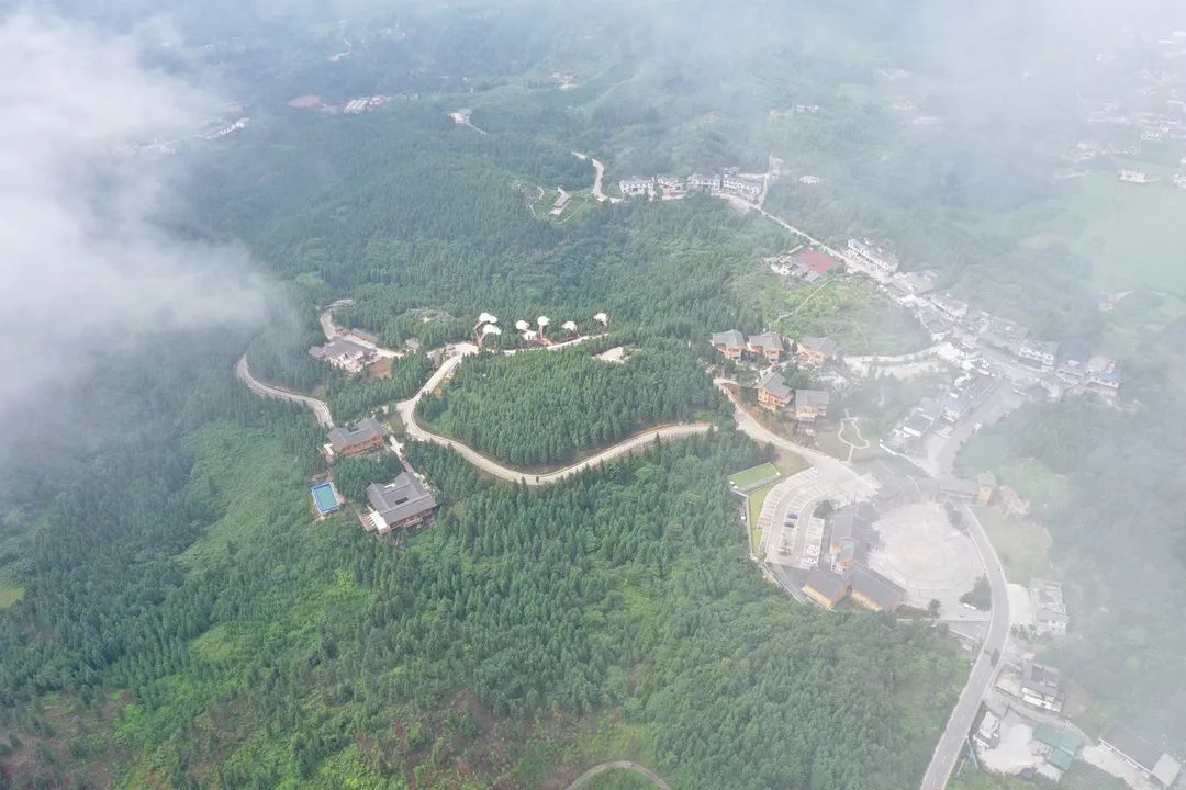 美翻了！宜宾“千年银杏树”黄了，拍照打卡好去处！-18.jpg
