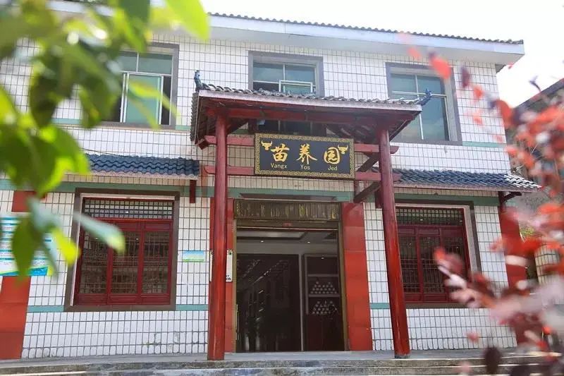美翻了！宜宾“千年银杏树”黄了，拍照打卡好去处！-21.jpg