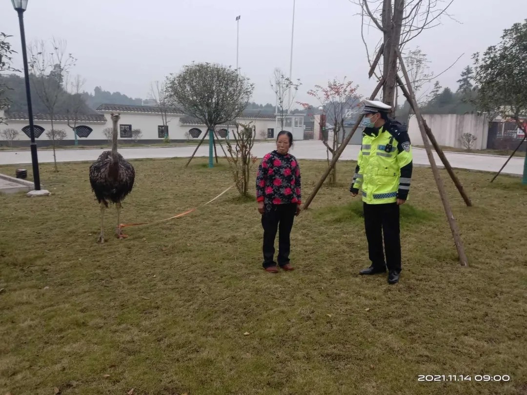 宜宾公路上惊现鸵鸟，还想走ETC上高速…-2.jpg