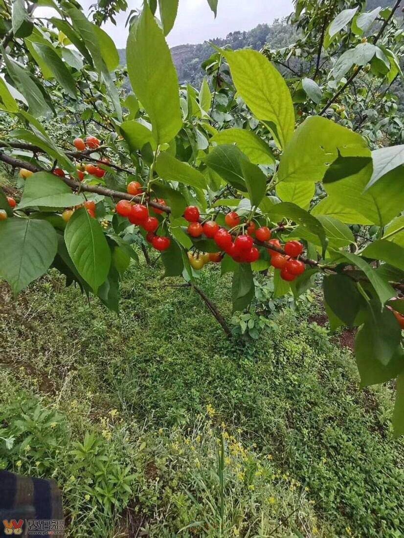 樱桃60块随便吃，还可以摘一篮子回家-2.jpg