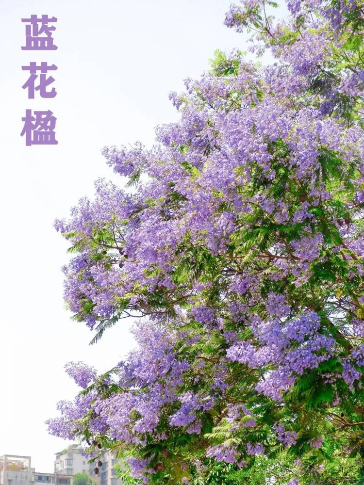 震憾！宜宾超美蓝花楹大道来了！还有这些地方……-1.jpeg