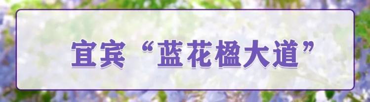震憾！宜宾超美蓝花楹大道来了！还有这些地方……-3.jpeg