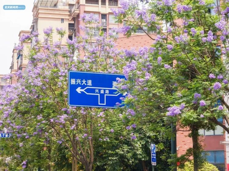 震憾！宜宾超美蓝花楹大道来了！还有这些地方……-12.jpeg