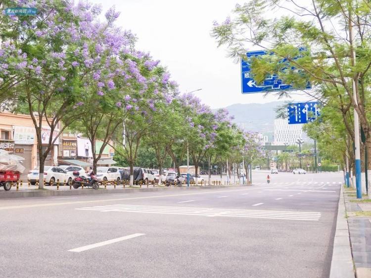 震憾！宜宾超美蓝花楹大道来了！还有这些地方……-15.jpeg