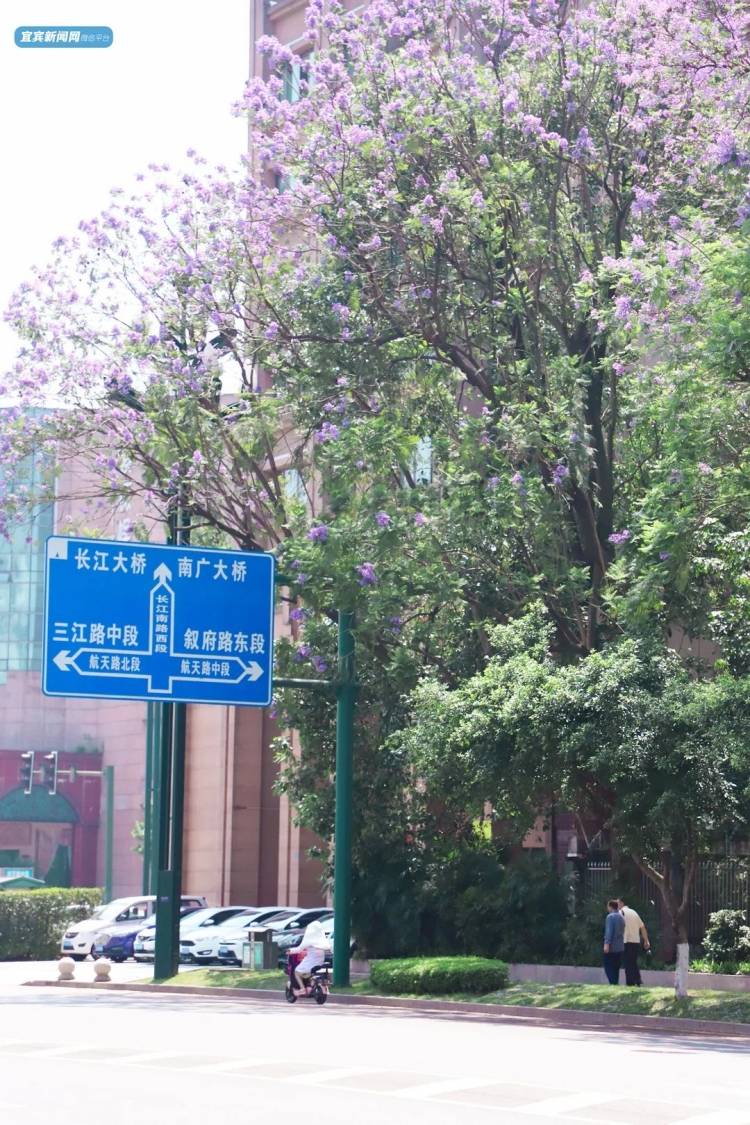震憾！宜宾超美蓝花楹大道来了！还有这些地方……-18.jpeg