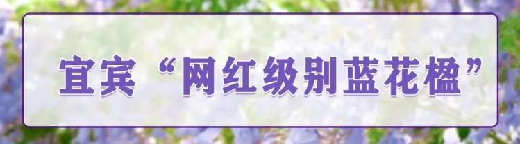 震憾！宜宾超美蓝花楹大道来了！还有这些地方……-21.jpeg