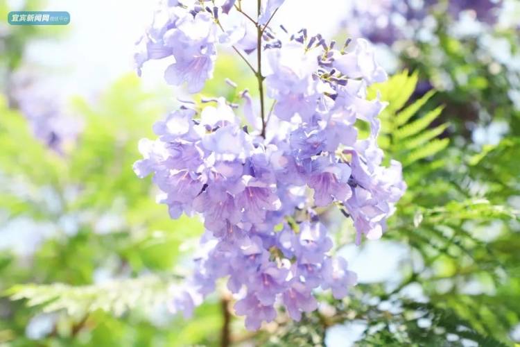 震憾！宜宾超美蓝花楹大道来了！还有这些地方……-20.jpeg