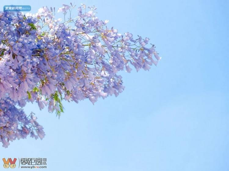 震憾！宜宾超美蓝花楹大道来了！还有这些地方……-37.jpeg